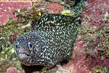 moray